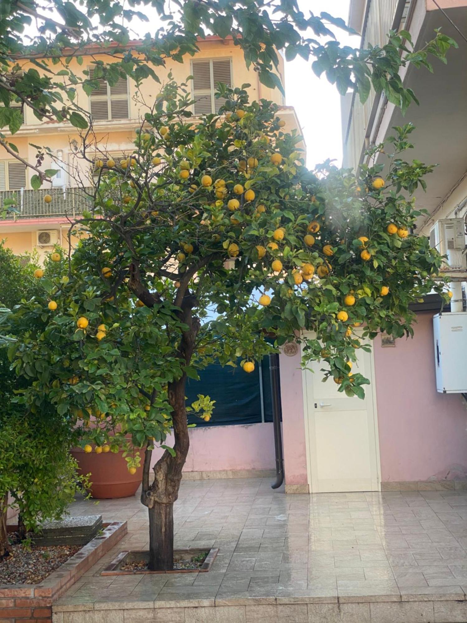 L'Albero Di Limoni Sul Mare Di Pizzo Βίλα Εξωτερικό φωτογραφία