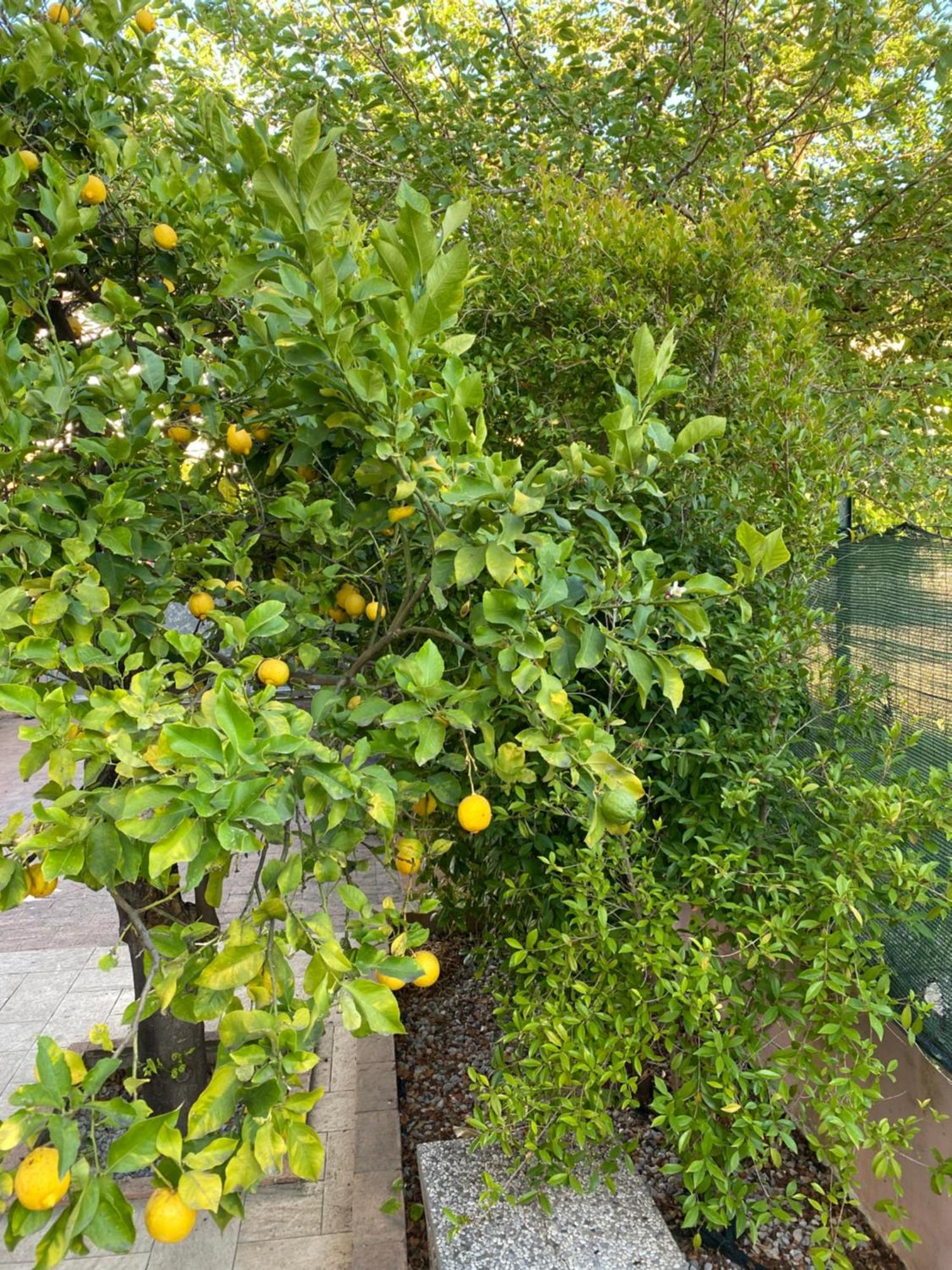 L'Albero Di Limoni Sul Mare Di Pizzo Βίλα Εξωτερικό φωτογραφία